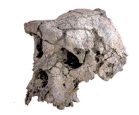 ardipithecus