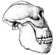 Paranthropus