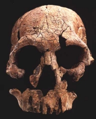 H.rudolfensis